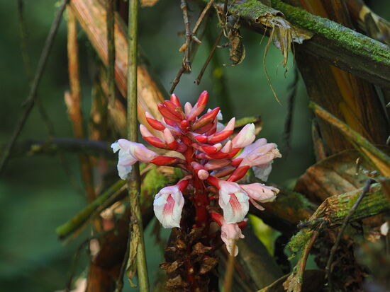 „Wildginger Flower“