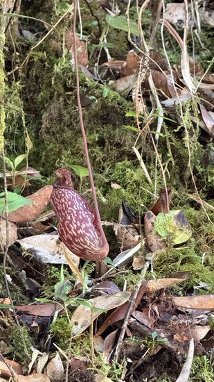 Fleischfressende Blüten