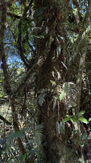 Mit Moos und Farn bewachsener Bäume. Das Moos verlangsamt den Wuchs der Bäume. Auf der anderen Seite ist das Moos ein guter Wasserspeicher. Wenn es regnet, bleibt es mindestens drei Tage feucht.