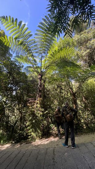 Thomas und unser Guide stehen hier unter einem „FarnTree“