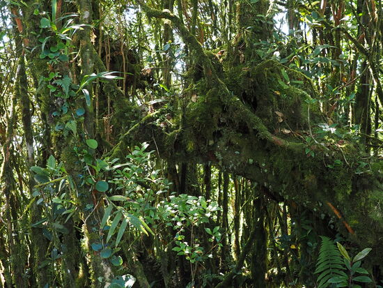 Ein dicht bewachsener Mooswald oder Nebelwald, der bekannt ist für seine dichten Moosschichten. Die Bäume und verwobenen Äste schaffen eine märchenhafte Athmosphäre