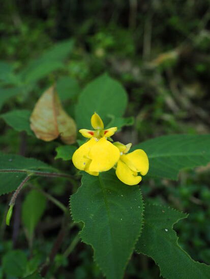 „Dancing Flower“