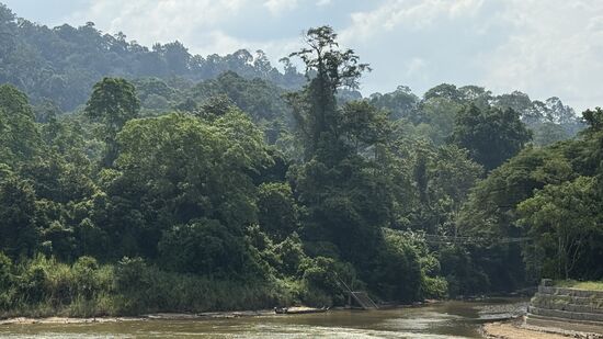 Blick in den Dschungel auf der anderen Seite des Flusses—da wollen wir gleich mal hinein….