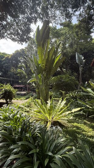 Hier—befindet sich das große „Mutiara Resort“ direkt im Dschungel—wir schlendern mal durch und gehen auch hinein in den Dschungel—das geht alles über Bretterstege