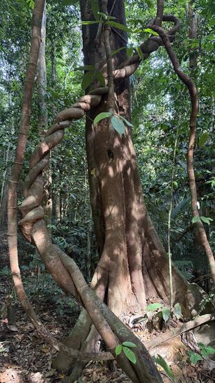 Die Geräusche hier sind unbeschreiblich schön: die Zikaden, zwitschern der Vögel und ab und zu Affen—