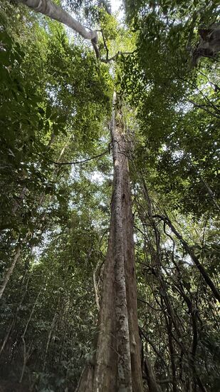 Hoch in den Bäumen sehe ich einige Affen herumturnen, aber zu weit entfernt für Fotos