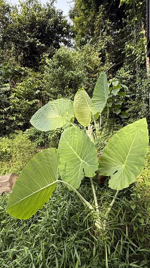 Alles ist üppig grün—ein Riesen-Taro oder Elefantenohr