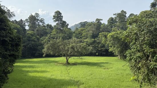 Von einem Hochplateau hat man einen guten Blick auf eine Lichtung—leider keine Tiere 