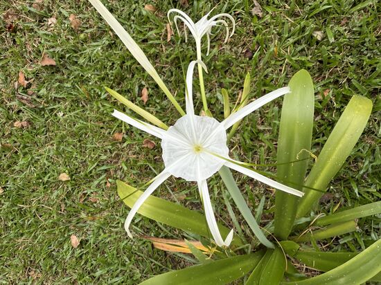 Interessante Blumen: hier eine Spinnenlilie