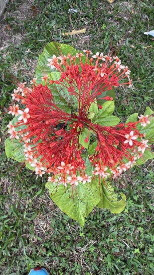 Eine Pagodenblume…