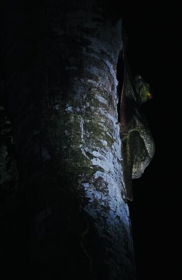 Gleich am Ufer sehen wir weit oben im Baum einen Malaien-Gleitflieger, ähnlich einer großen Fledermaus oder Batman