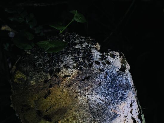 Eine Insektengruppe—große Ameisen, die sich fleißig auf einem Stein tummeln