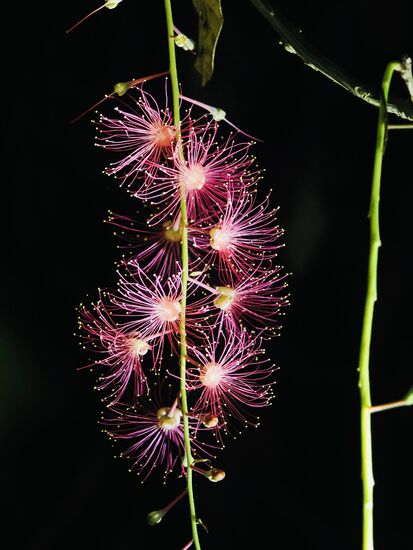 Wunderschön in der Nacht anzusehen: eine Barringtonia racemosa bzw Putat Ayam
Sie leuchtet regelrecht im dunkeln