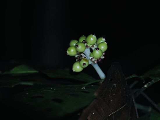 Eine Brechstrauch-Dolde