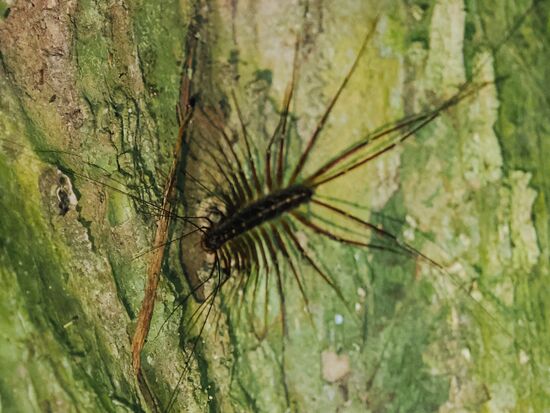 Ein Spinnenläufer—ein Biss von ihm ist nicht ohne. Sehr schmerzhaft und die Wunde kann sich heftig entzünden-das habe ich schon mal bei jemanden gesehen