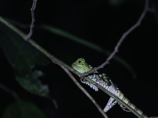 Eine ganz junge Chamäleon-Winkelkopfagame