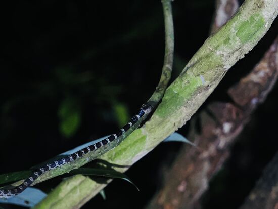 Eine kleine Riemennatter