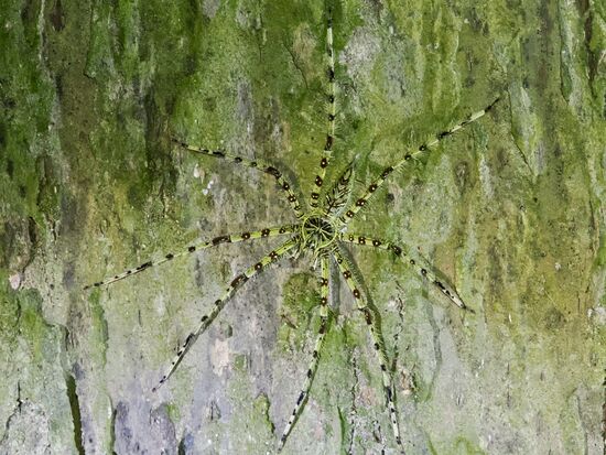 Eine Riesenkrabbenspinne