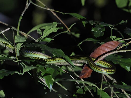 Eine ungiftige Papageienschlange