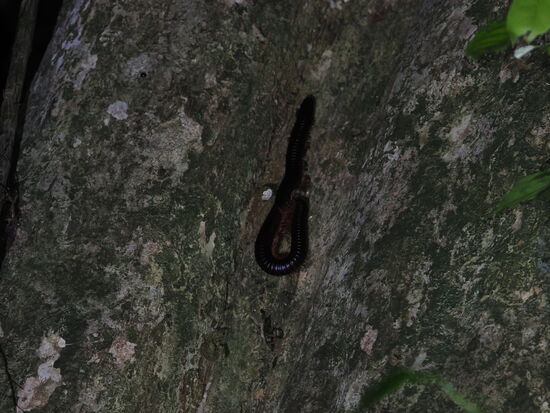 Ein „Millefeet“ oder Risen-Tausenfüßler