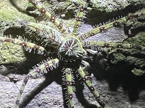 Die ist wirklich sehr haarig 