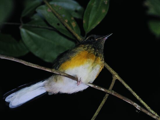 Eine kleine Schamadrossel, die hier mit offenen Augen weit oben im Baum schläft und sich durch die Menschenmassen nicht stören lässt