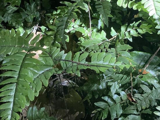 Sie sind wirklich gut getarnt, oder? Mein geübtes Auge entdeckt sie sofort-schließlich hatten wir einige davon zu Hause