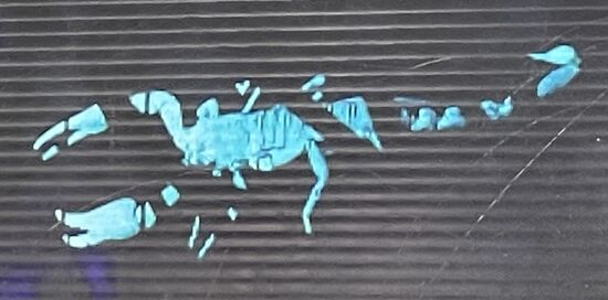 Da muss ich noch zu unserem gestrigen Night-Walk noch etwas nachtragen:
Diese Skorpione, die man hier auf dem Tourplakat sieht haben wir auch gesehen.
An einer Stelle hat uns unser guide angehalten alle Taschenlampen auszuschalten.
Dann hat er die Skorpione mit einer UV-Lampe angeleuchtet—es waren 4-5 Stück, die dann genau wie auf diesem Bild geleuchtet haben und dann aber schnell in Erdlöcher verschwunden sind. 
Wir haben gegoogelt: Sie leuchten, weil ihre äußere Haut etwas enthält, was die UV-Strahlung absorbiert und als sichtbares Licht wiedergibt.