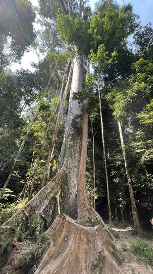 Stopp am riesigen Tualang-Baum—er ist 65m hoch wie ein 20-Stöckiges Gebäude und ist hier die Attraktion