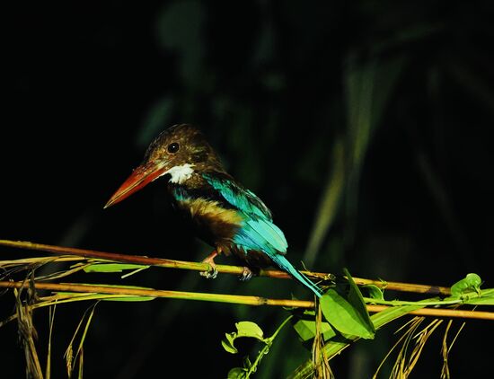 Mehr als eine Stunde fahren wir dann nachts über den Fluss und sehen viele wunderschöne Kingfisher