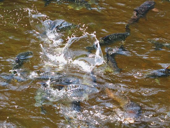 Hier werden riesige Fische gefüttert—wahrscheinlich essen wir davon einen heute Abend…