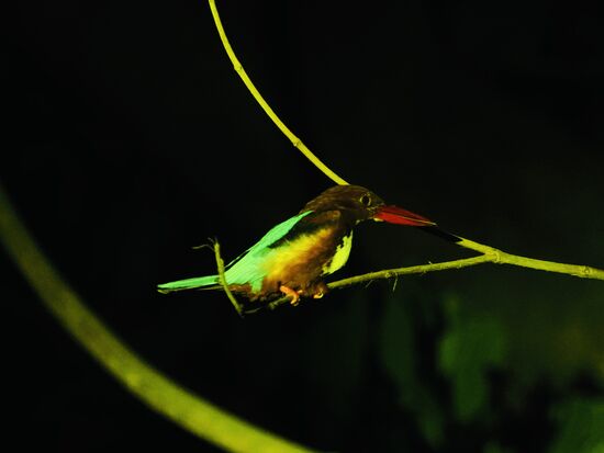 Die Vögel schlafen, sodass wir ganz nah heranfahren können