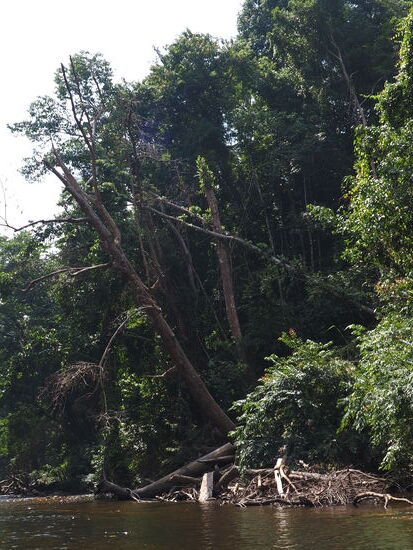 Der Taman Negara ist mit 130 Mio Jahren der älteste Regenwald der Welt-
Anders als auf anderen Teilen der Welt, wo es Veränderungen durch den Klimawandel gibt, konnte sich hier auf der malaiischen Halbinsel die Tier- und Pflanzenwelt ohne größere Störungen weiterentwickeln und fortbestehen.