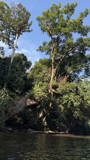 Der braun gefärbte „Sungai Tembeling“ ist das größte Fluss-System der Halbinsel
