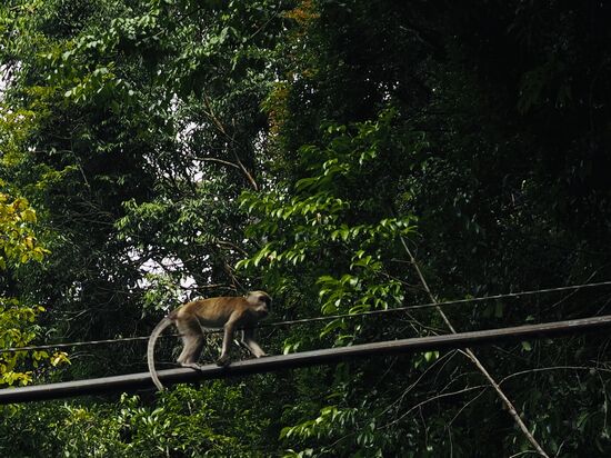 Endlich mal ein Affe 