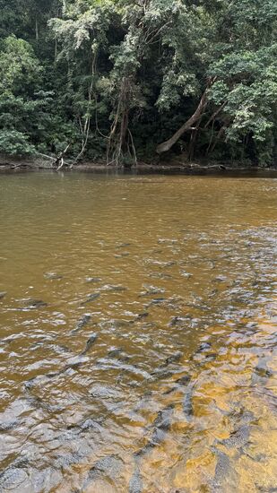 Es wimmelt nur so, sie werden aber auch gut angefüttert.