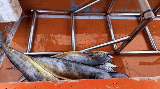 Leider finden wir grad kein Wassertaxi, aber nach einiger Fragerei, finden wir eine geschäftstüchtige ältere Dame, die ihren Sohn oder Schwiegersohn heranpfeift und ihm zu verstehen gibt, dass er uns  für die 25 MYR p.P. zum „Marriott“ fahren soll und winkt dazu mit dem 50 MYR-Schein 
Nebenbei können wir seinen Fang bestaunen