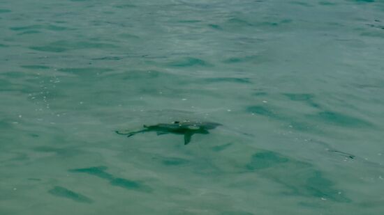 Ein kleiner Hai besucht uns dicht am Ufer—die Schildkröten kann man nur per Schnorchel weiter hinten entdecken