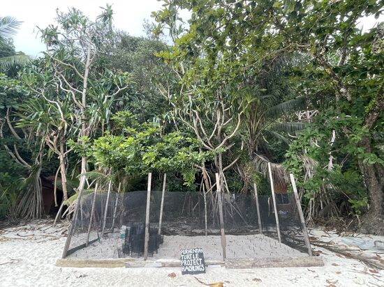 Hier ist eine gut geschützte Aufzuchtstation für Schildkröten