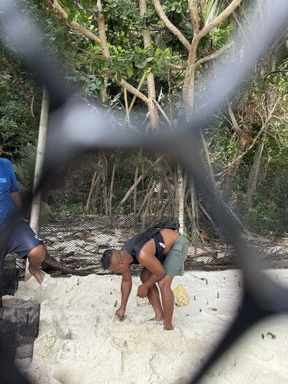 Später kommen ein paar Jungs per Boot mit Netzen voller Eier und vergraben diese hier im Sand