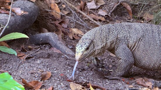 Im Resort laufen uns Warane über den Weg