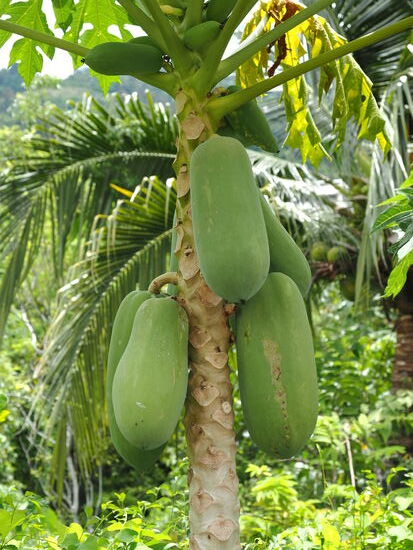 Papayas auf dem Weg zum Tempel