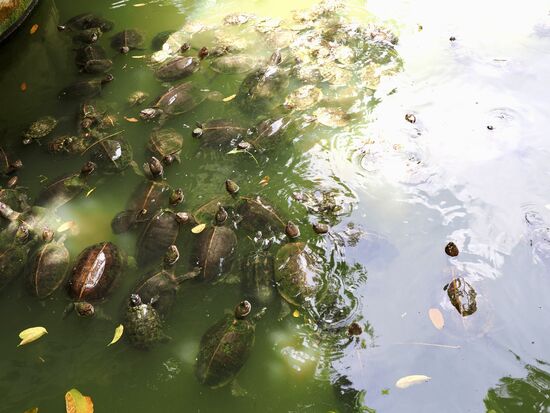 Am Fuße der Tempelanlage kann man erstmal Wasserschidlkröten füttern…