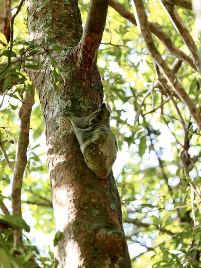 Es ist 10 Uhr und oben im Baum schläft noch ein „Malaien-Gleitflieger“—das sind nachtaktive Säugetiere.