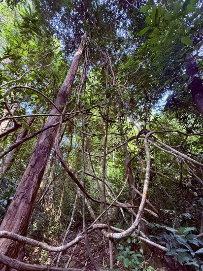 Weiter geht es in den angrenzenden Dschungel