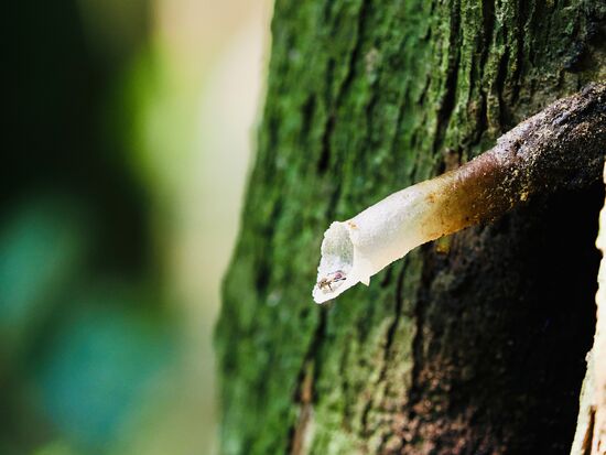 Der Eingang eines Nestes der stachellosen Biene - Der Eingang ist ein Konstrukt aus Harz und Wachs- die Bienen produzieren einen süß-säuerlichen Honig, mit einem Hauch von Zitrone