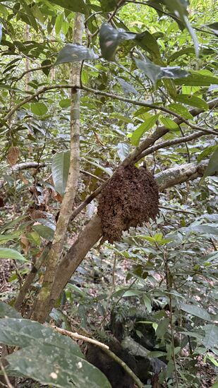 Ein Termitennest, welches im Baum hängt