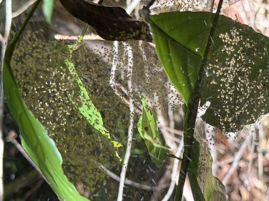 Ein Netz voller Babyspinnen 