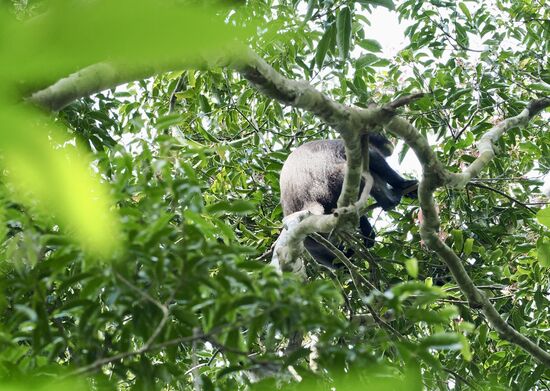 Einer der vielen Affen, der aber schnell wieder verschwindet