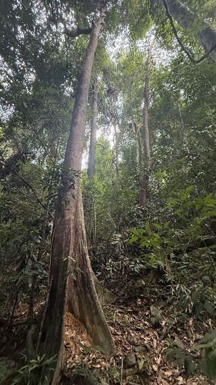 Die Bäume haben die typischen „Brettwurzeln“, typisch für Regenwälder. Sie haben keine Ringe, um hierüber das Alter bestimmen zu können. Es gibt hier nur zwei Jahreszeiten. Das Alter der Bäume vermittelt man anhand des Umfanges.